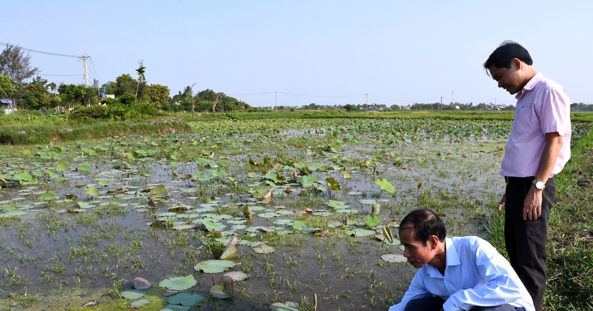 Sinh kế bền vững từ trồng sen