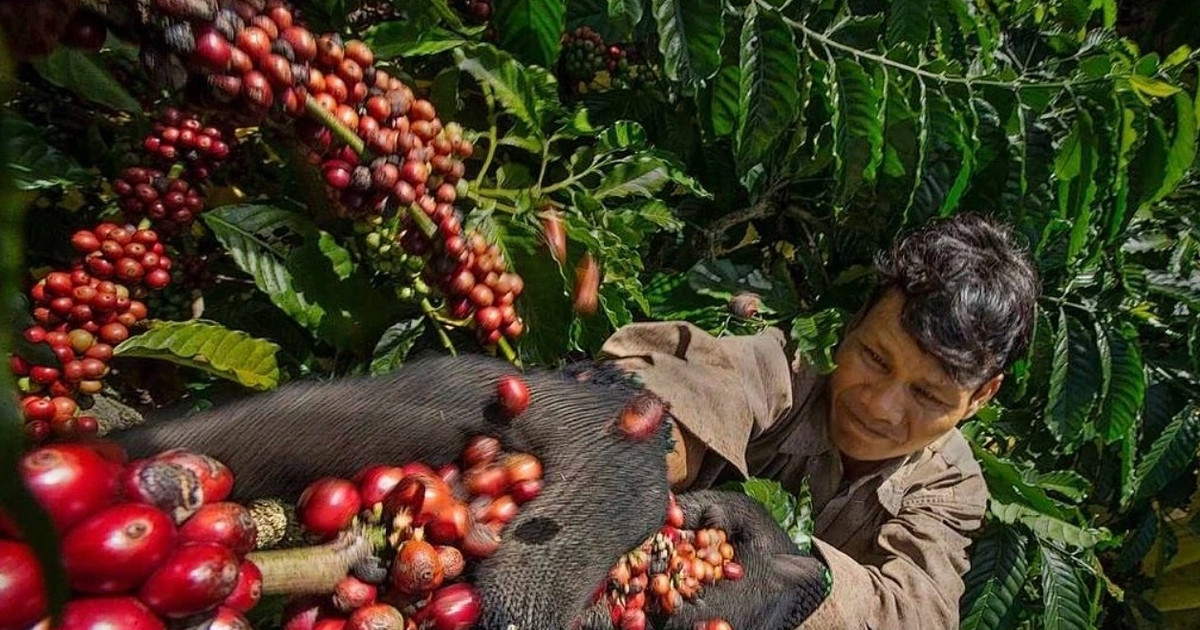 Giá cà phê hôm nay 19/8/2026: Arabica tăng 5,3%, trong nước tiến sát 100.000 đồng/kg