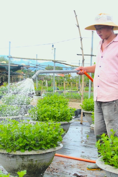 Mùa xanh trở lại