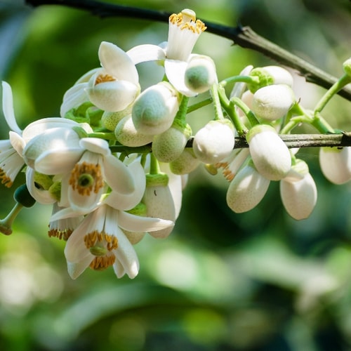 [Podcast] - Thoảng hương bưởi trong ký ức