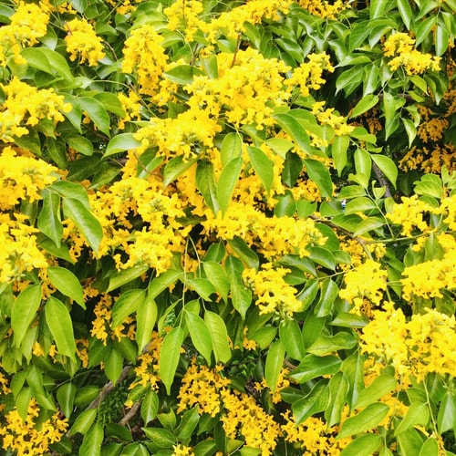 [Podcast] - Phát triển du lịch sinh thái từ loài cây biểu tượng của Tam Kỳ