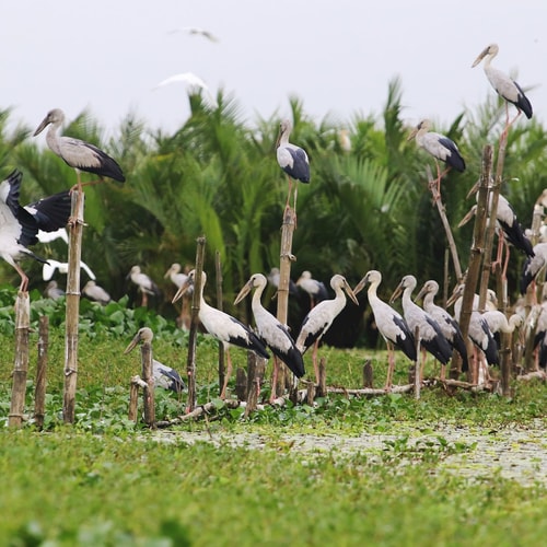 [Podcast] - Chiều vọng sông Đầm