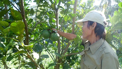 Cải tạo vườn tạp thành vườn cây ăn quả