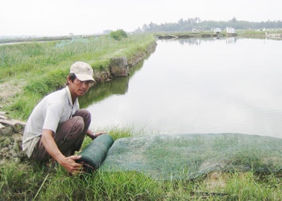 Cần nâng cao hiệu quả khai thác ao nuôi thủy sản nước lợ