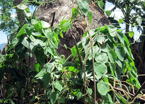 Giải nhiệt với sương sâm