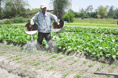 Mở hướng đi mới cho làng rau sạch Mỹ Hưng