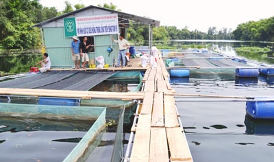 Nâng chất lượng giống cá nước ngọt