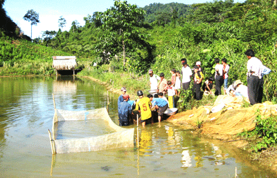 Thăng Bình chú trọng  nghề nuôi thủy sản nước ngọt