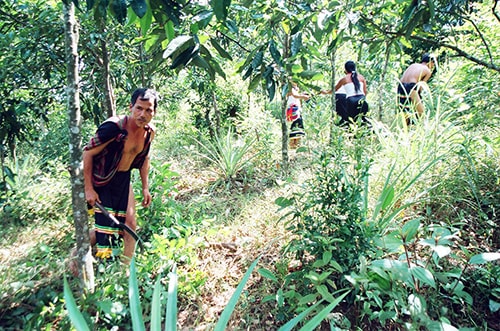 Đặc sản quà tặng từ núi rừng xứ Quảng