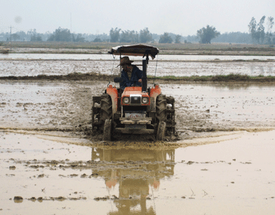 Nỗ lực xây dựng cánh đồng mẫu lớn