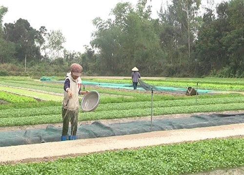 Rau sạch Mỹ Hưng sẵn sàng vào tết