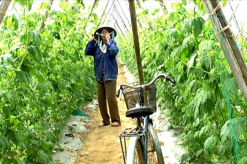 Thu nhập cao từ cánh đồng mẫu