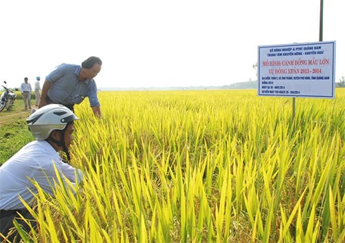Sản xuất trên cánh đồng mẫu lớn lãi hơn 13,5 triệu đồng/ha