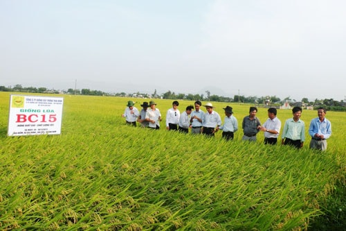 Đại Lộc: Cánh đồng mẫu lớn cho giá trị gần 53 triệu đồng/ha/vụ