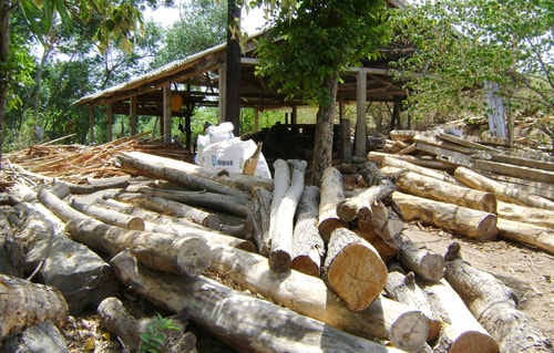 Trồng rừng theo chứng chỉ FSC: Gia nhập sân chơi chung