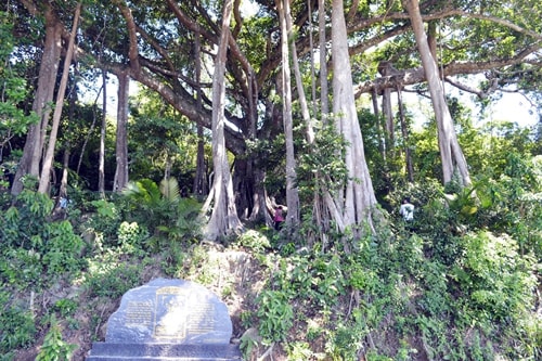 Thăm cây đa di sản
