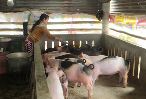 Quản lý dịch bệnh trên vật nuôi dựa vào cộng đồng ở xã Đại hồng: Những kết quả khả quan