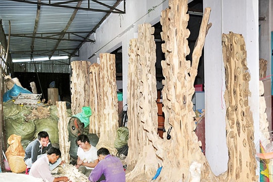 Khúc biến tấu từ cây dó bầu