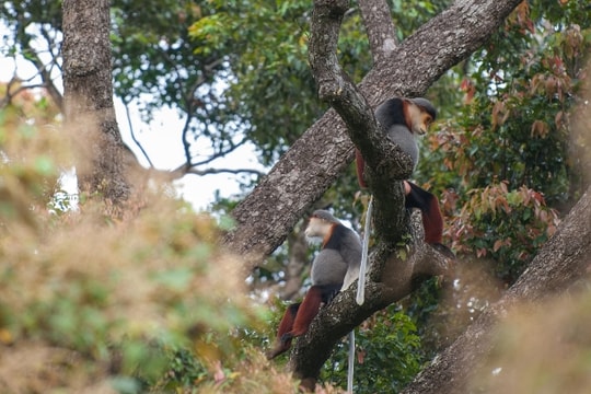 Lên Sơn Trà ngắm vọoc chà vá chân nâu