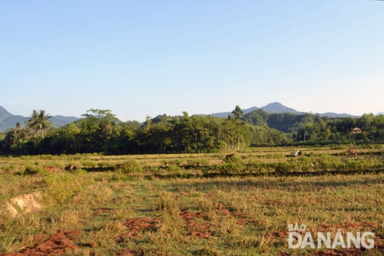 Chuyển đổi cơ cấu cây trồng theo hướng nào?