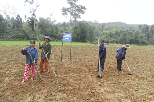 Chuyển đổi cơ cấu cây trồng ở Phước Sơn: Cách chuyển hiệu quả