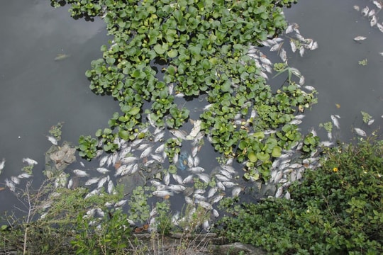 Cá chết hàng loạt trên hồ điều hòa