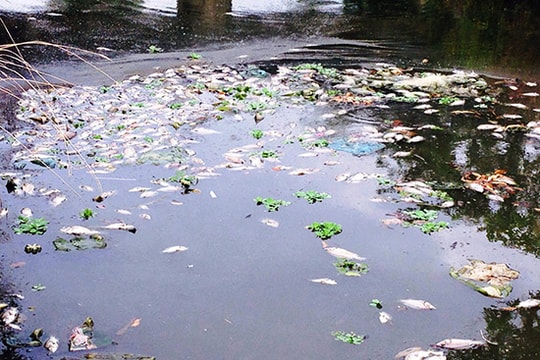 Cá chết hàng loạt ở hồ điều hòa Nguyễn Du: Hồ nhiễm bẩn do nước thải