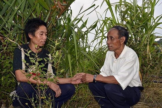 "Vua" đẳng sâm ở Ch'Ơm