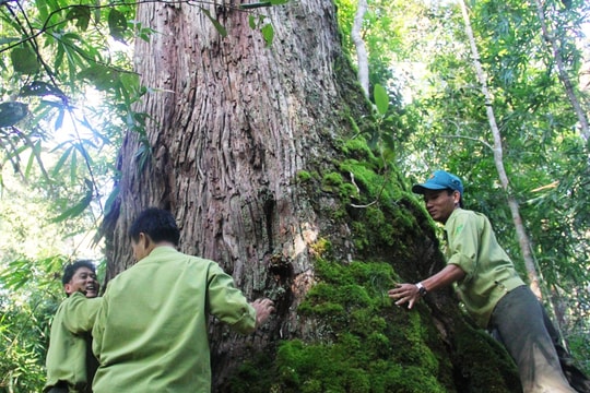 "Vương quốc pơmu" được công nhận là Cây di sản Việt Nam