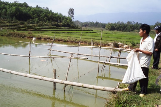 Chuyển đổi cơ cấu cây trồng ở Đại Lộc: Hiệu quả bước đầu