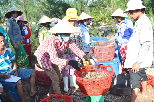 Hạn chế dịch bệnh trên tôm nuôi: Đầu tư cho nhiều công đoạn