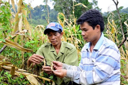 Đổi thay nhờ đẳng sâm