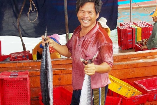 Nghề lưới vây trúng đậm cá ngừ