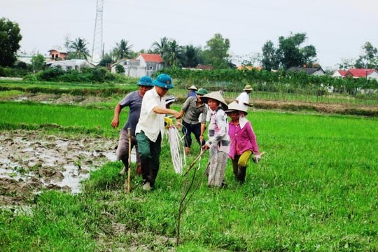 Duy Xuyên tiếp tục dồn điền đổi thửa 380ha đất lúa