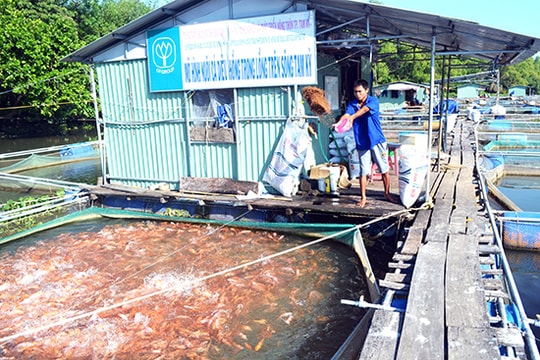 Thu hoạch vụ 2 cá điêu hồng: Rớt giá, khó đầu ra