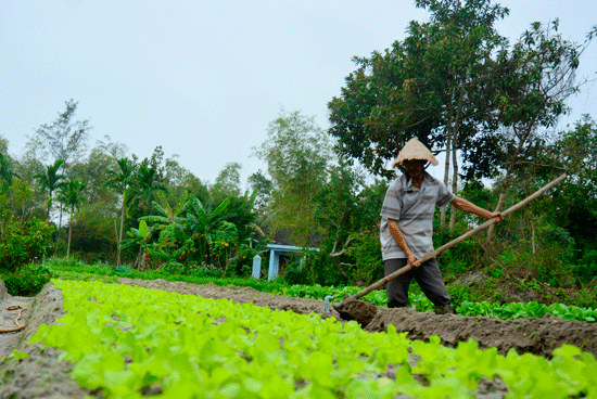 Rau sạch Mỹ Hưng vào vụ tết