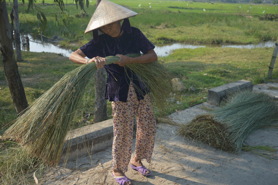 Cây công nghiệp ngắn ngày ở Duy Xuyên: Điểm nhấn nhạt nhòa