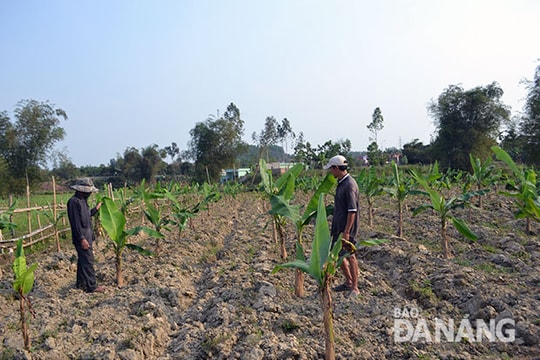 Chưa quyết liệt chuyển đổi cơ cấu cây trồng