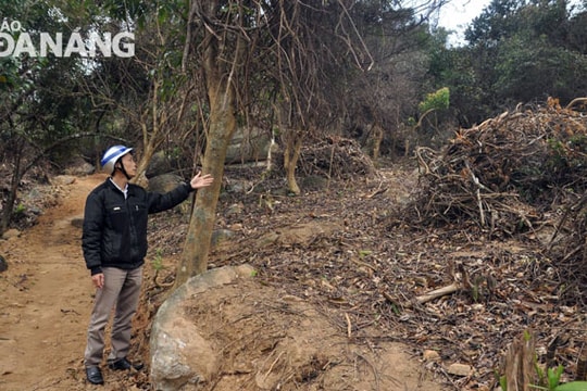 Cách chức lãnh đạo Hạt Kiểm lâm liên quận Sơn Trà - Ngũ Hành Sơn