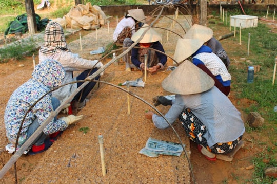 Triển vọng cây keo nuôi cấy mô