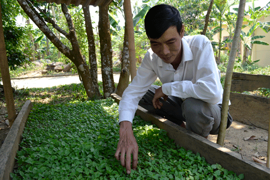 Phát triển sản phẩm ớt Ariêu (xã Ma Cooih, Đông Giang): Hướng đến nhãn hiệu tập thể độc quyền