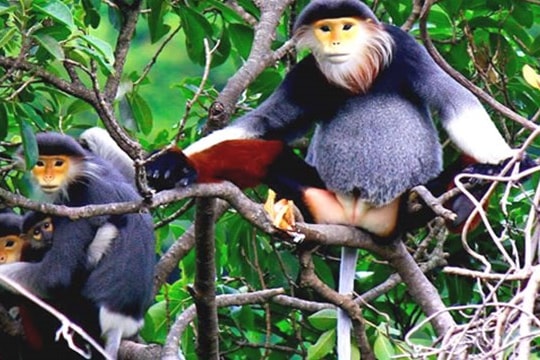 Triển lãm ảnh về voọc chà vá chân nâu ở Sơn Trà