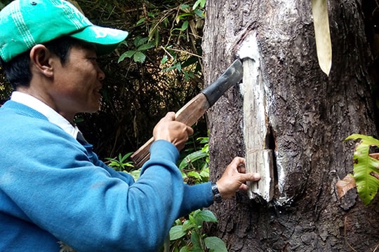 Người Xê Đăng "nuôi" ong rừng