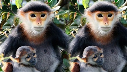 Nhiều giải pháp tăng cường bảo vệ voọc chà vá chân nâu