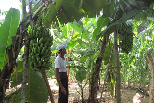 Trồng thử nghiệm chuối cấy mô