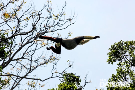Voọc chà vá chân nâu - hình ảnh nhận diện của Đà Nẵng