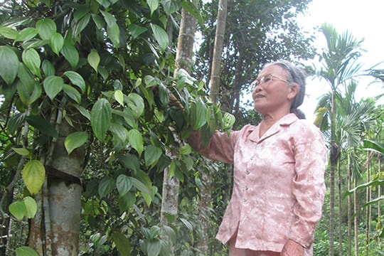 Vùng quê Lãnh - Ngọc ngày ấy, bây giờ…