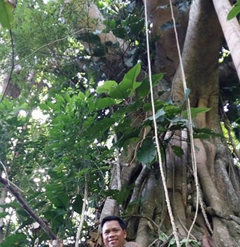 Tây Giang phát hiện cây đa cổ thụ ngàn năm tuổi