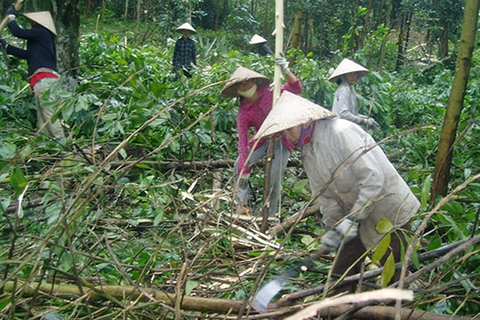 Xoay xở với rừng - Bài 3: "Ăn xổi ở thì"