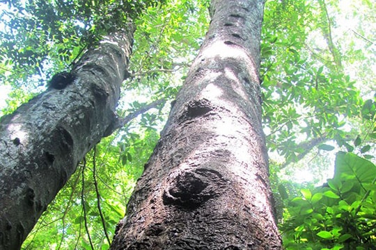 Công nhận 7 Cây di sản Việt Nam tại danh thắng Ngũ Hành Sơn